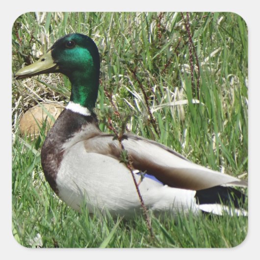 B55 Mallard Duck Drake Greenhead in de Grass Vierkante Sticker (Voorkant)