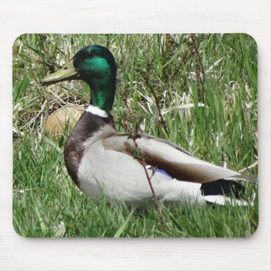 B55 Wilde Eend Woerd Groenling in het Gras Muismat (Voorkant)