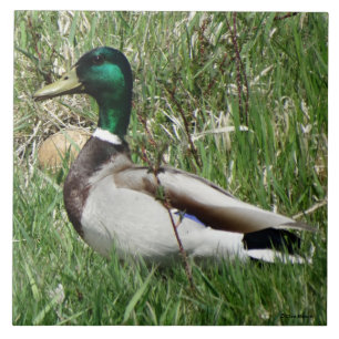 B55 Wilde Eend Woerd Groenling in het Gras Tegeltje