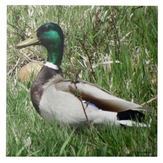 B55 Wilde Eend Woerd Groenling in het Gras Tegeltje (Voorkant)