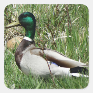 B55 Wilde Eend Woerdelaar Groenling in het Gras Vierkante Sticker