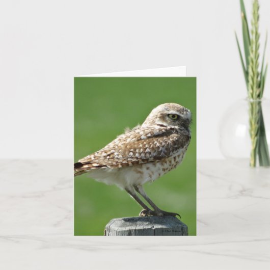 B56 Boomvogels Feestdagen Kaart (Voorkant)
