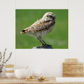 B56 Holenuil Poster (Keuken)