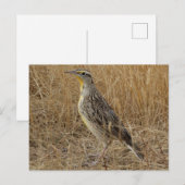 B57 Westelijke weideleeuwerik Briefkaart (Voorkant / Achterkant)