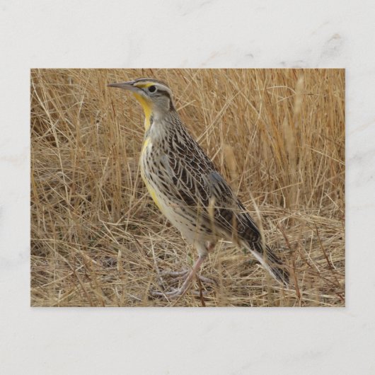 B57 Westelijke weideleeuwerik Briefkaart (Voorkant)