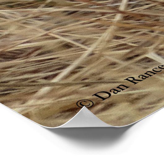 B57 Western Meadowlark Poster (Hoek)