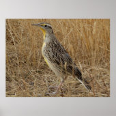 B57 Western Meadowlark Poster (Voorkant)
