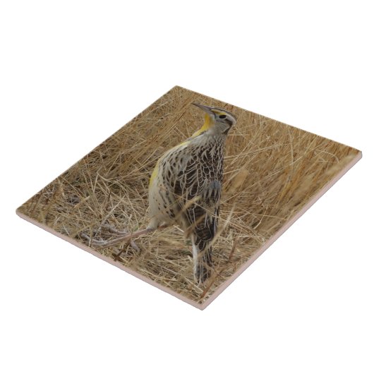 B57 Western Meadowlark Tegeltje (Zijkant)