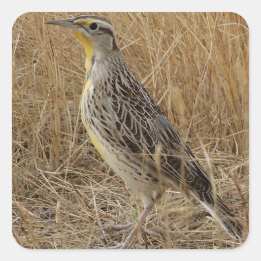 B57 Western Meadowlark Vierkante Sticker (Voorkant)