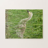 B58 Canada Goose Gosling in the Grass Legpuzzel (Horizontaal)