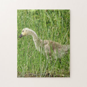 B58 Canada Goose Gosling in the Grass Legpuzzel