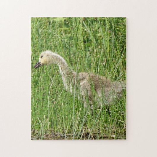 B58 Canada Goose Gosling in the Grass Legpuzzel (Verticaal)