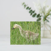 B58 Canadese gans Kuiken in het Gras Briefkaart (Staand voorkant)