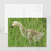 B58 Canadese gans Kuiken in het Gras Briefkaart (Voorkant / Achterkant)