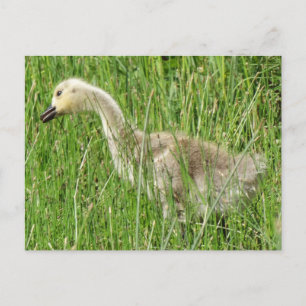 B58 Canadese gans Kuiken in het Gras Briefkaart