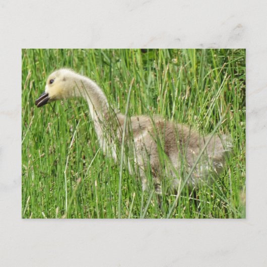 B58 Canadese gans Kuiken in het Gras Briefkaart (Voorkant)