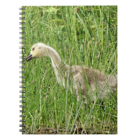 B58 Canadese gans Kuiken in het Gras Notitieboek (Voorkant)
