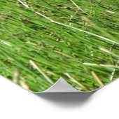 B58 Canadese gans Kuiken in het Gras Poster (Hoek)