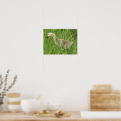 B58 Canadese gans Kuiken in het Gras Poster (Keuken)