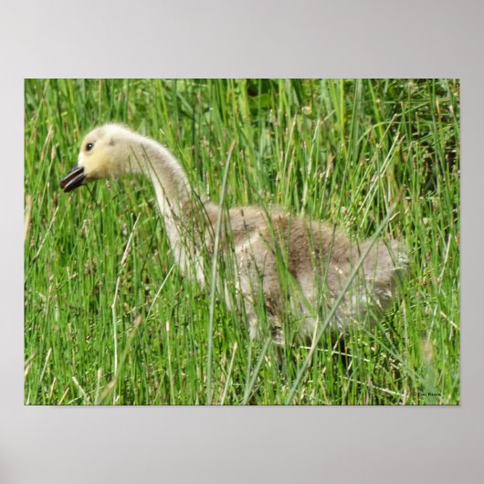 B58 Canadese gans Kuiken in het Gras Poster (Voorkant)