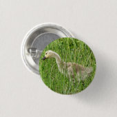 B58 Canadese gans Kuiken in het Gras Ronde Button 3,2 Cm (Voorkant /achterkant)