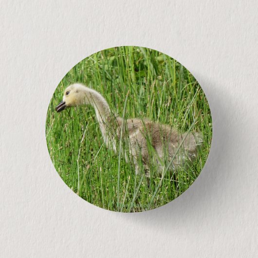 B58 Canadese gans Kuiken in het Gras Ronde Button 3,2 Cm (Voorkant)