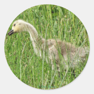 B58 Canadese gans Kuiken in het Gras Ronde Sticker