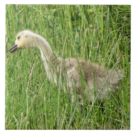 B58 Canadese gans Kuiken in het Gras Tegeltje (Voorkant)