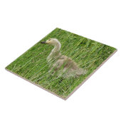 B58 Canadese gans Kuiken in het Gras Tegeltje (Zijkant)