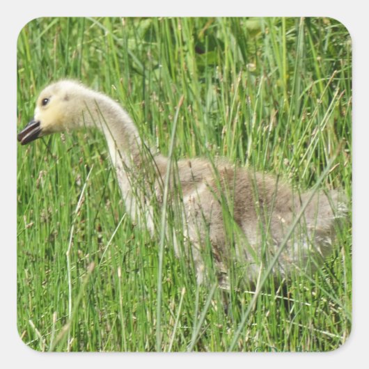 B58 Canadese gans Kuiken in het Gras Vierkante Sticker (Voorkant)
