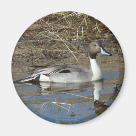B5 Pintail Drake Magneet
