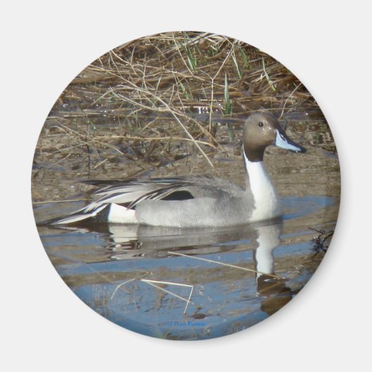 B5 Pintail Drake Magneet (Voorkant)