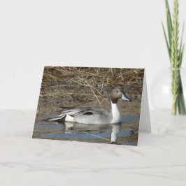 B5 Pintail Duck Drake Kaart