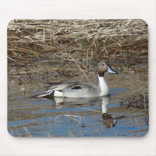 B5 Pintail Duck Drake Muismat (Voorkant)