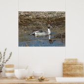 B5 Pintail Duck Drake Poster (Keuken)