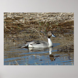 B5 Pintail Duck Drake Poster