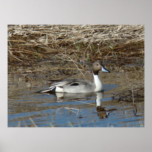B5 Pintail Duck Drake Poster (Voorkant)