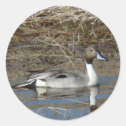 B5 Pintail Duck Drake Ronde Sticker (Voorkant)