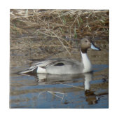 B5 Pintail Duck Drake Tegeltje (Voorkant)
