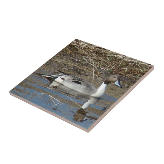 B5 Pintail Duck Drake Tegeltje (Zijkant)