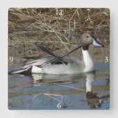 B5 Pintail Duck Drake Vierkante Klok (Voorkant)