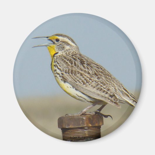 B6 Weideleeuwerik Magneet (Voorkant)