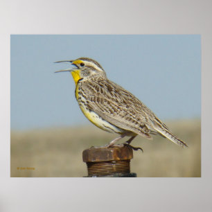 B6 Westelijke weideleeuwerik Poster