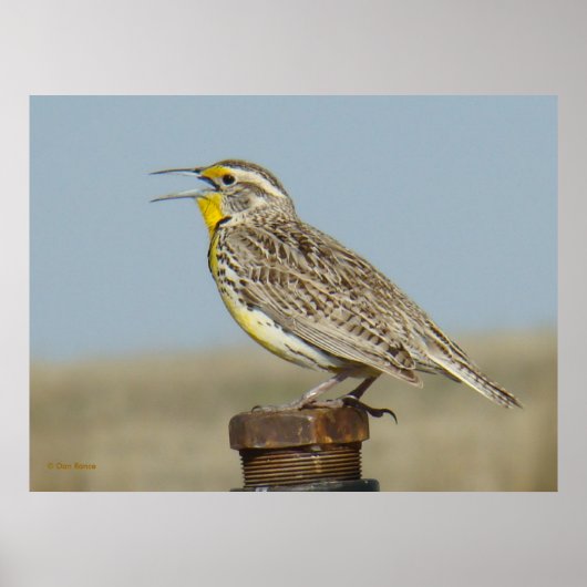 B6 Westelijke weideleeuwerik Poster (Voorkant)