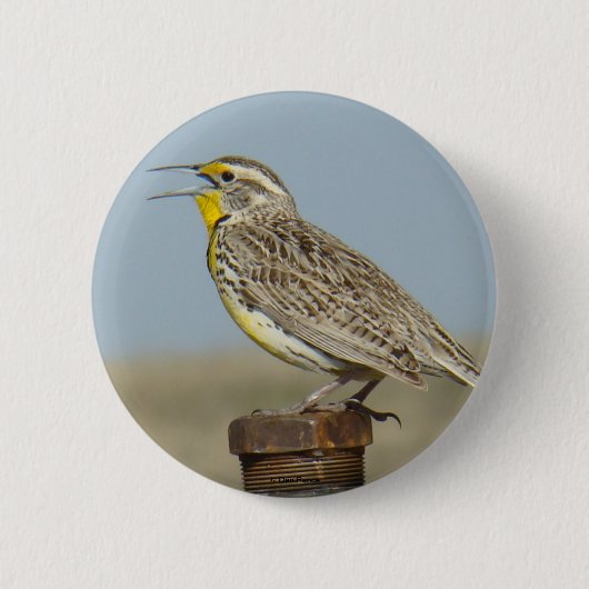 B6 Westelijke weideleeuwerik Ronde Button 5,7 Cm (Voorkant)
