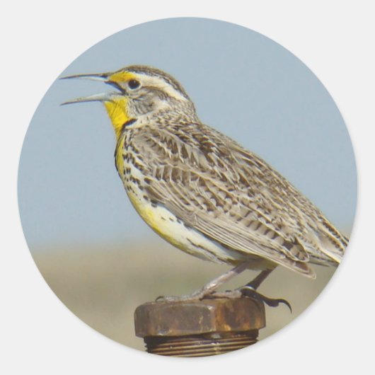 B6 Westelijke Weideleeuwerik Ronde Sticker (Voorkant)