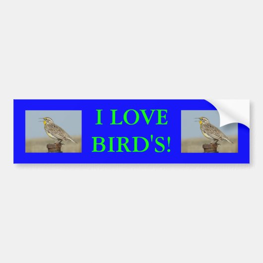 B6 Westelijke Weidespreeuw Bumpersticker (Voorkant)