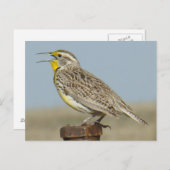 B6 Westerne meadowlark Briefkaart (Voorkant / Achterkant)