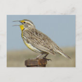 B6 Westerne meadowlark Briefkaart (Voorkant)