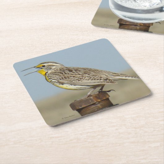 B6 Westerne meadowlark Kartonnen Onderzetters (Schuin)